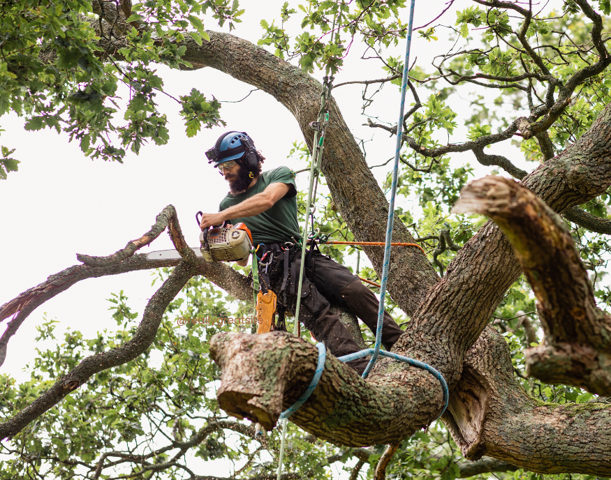 an expert cutting down a tree