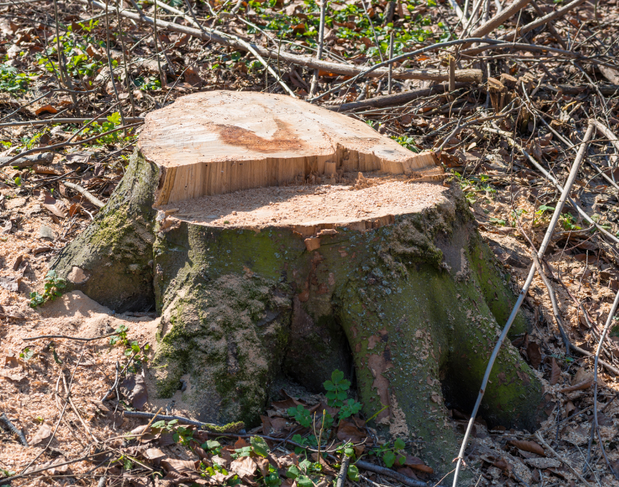 a tree after removal