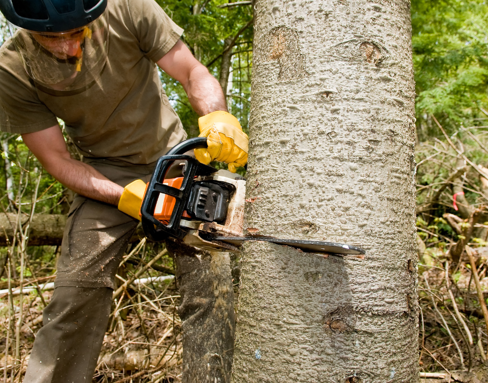 one of our experts cutting down a tree with a chainsaw