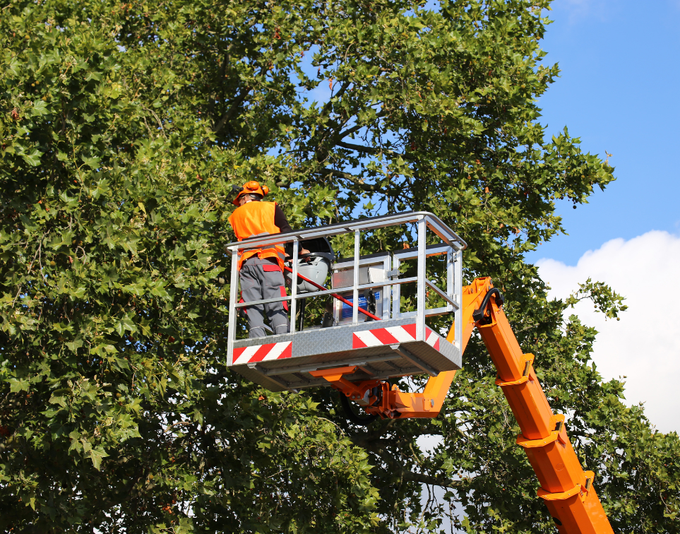 a professional trimming a tree