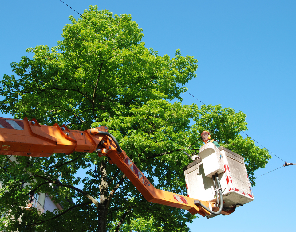 tree care done by our experts on the elevator plattform tree care done by our experts on the elevator plattform
