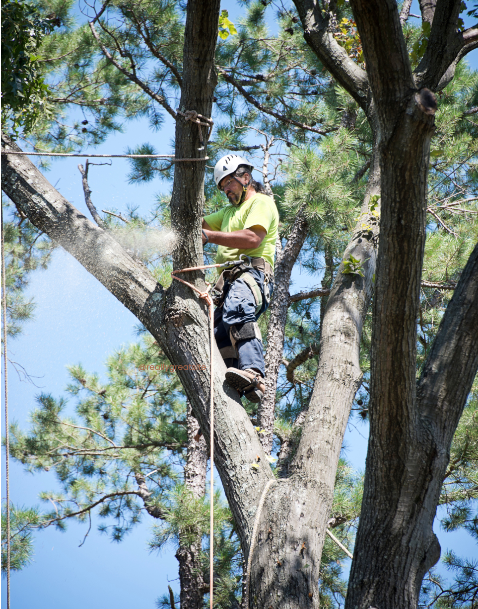 one of our workers cutting down an overgrown pine tree