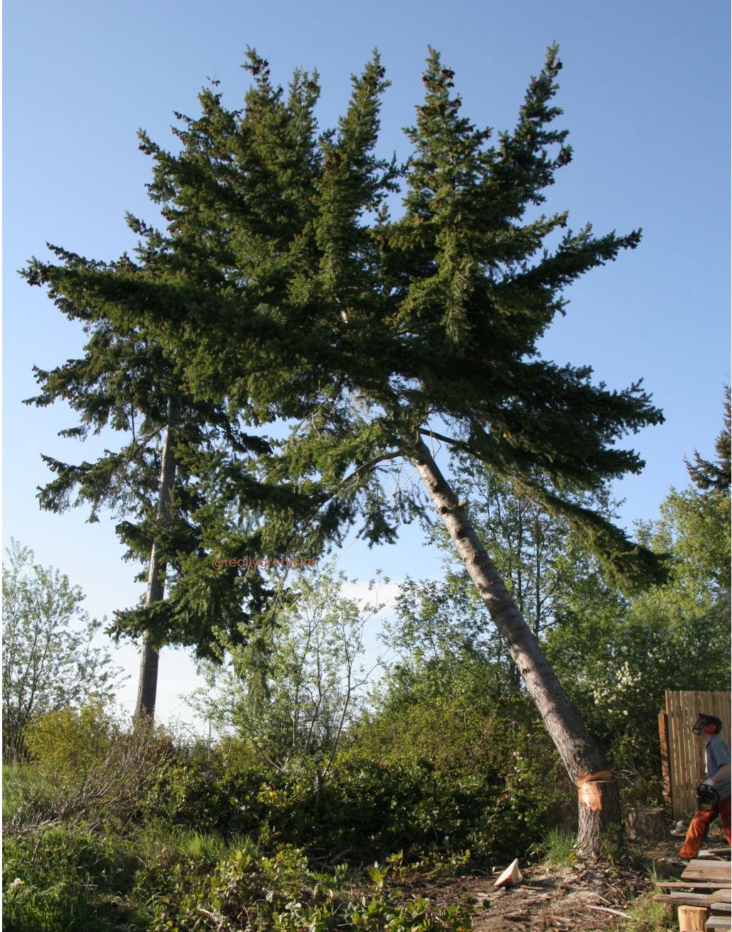 a tall tree falling after beeing cut by a contractor