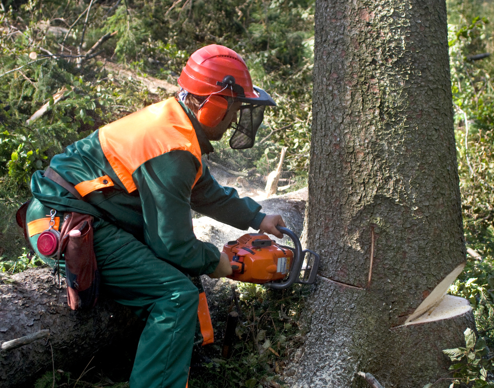 a professional cutting down a tree with a chainsaw